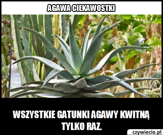 agawa