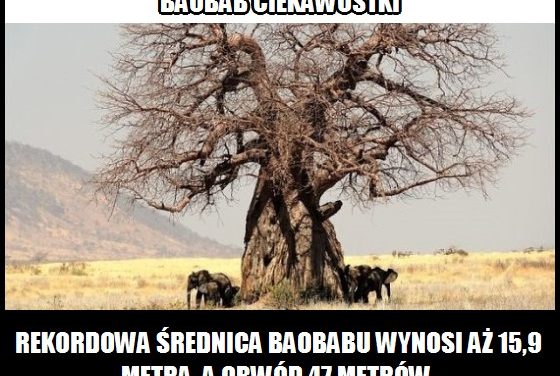 Jaki obwód miał najgrubszy pień baobabu?