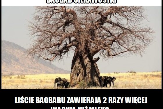 Więcej wapnia zawierają liście baobabu, czy mleko?