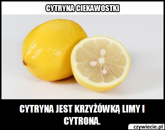 cytryna