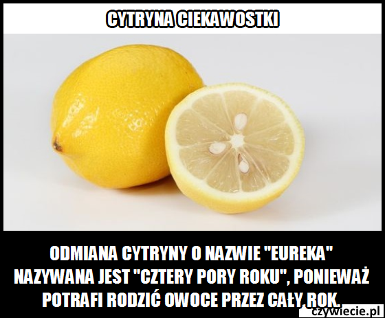 cytryna