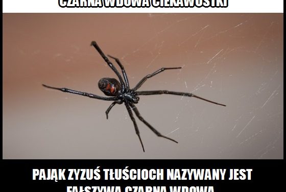 Jaki pająk nazywany jest fałszywą czarną wdową?