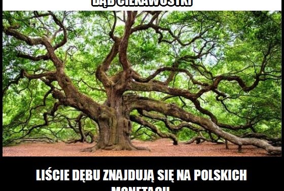 Liście jakiego drzewa znajdują się na polskich monetach?