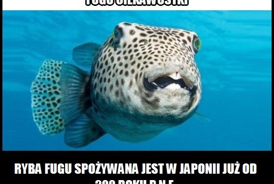 Od którego roku w Japonii spożywa się rybę Fugu?