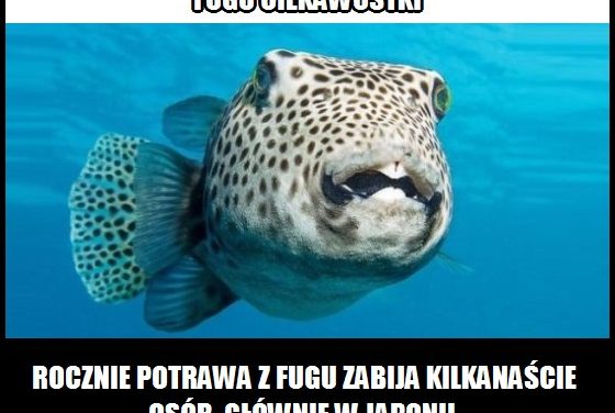 Czy ryba Fugu może zabić człowieka?