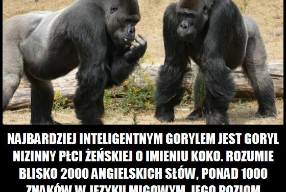 Co potrafi najbardziej inteligentny goryl?