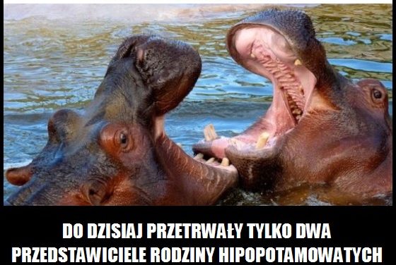 Ile jest gatunków hipopotamów?