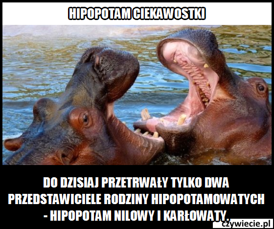 hipopotam