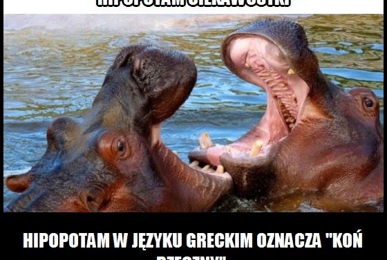 Co w języku greckim oznacza nazwa hipopotam?