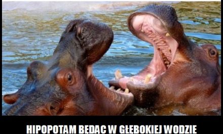 Jak zachowuje się w wodzie hipopotam?