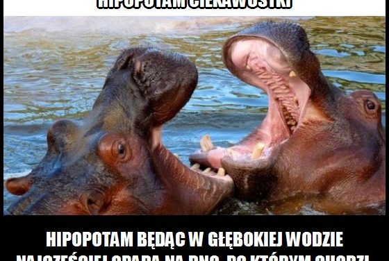 Jak zachowuje się w wodzie hipopotam?