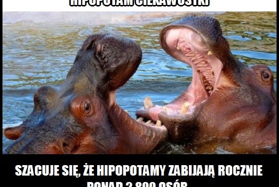 Ile osób rocznie zabijają hipopotamy?