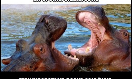 Jak rosną zęby hipopotama?