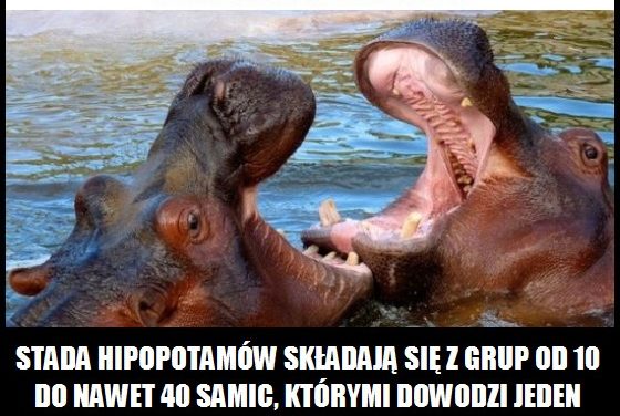 Z ilu samic składa się stado hipopotamów?