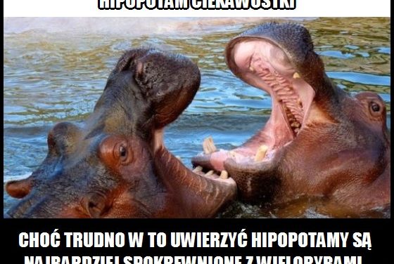 Z kim najbardziej spokrewnione są hipopotamy?