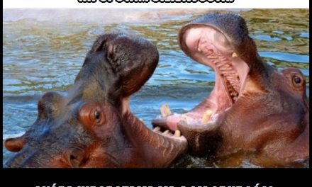 Jaką grubość ma skóra hipopotama?