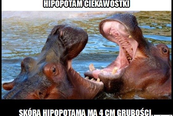 Jaką grubość ma skóra hipopotama?
