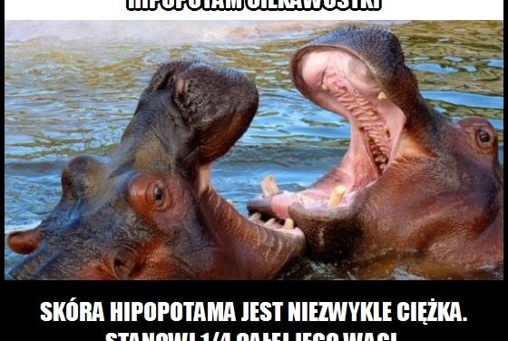 Ile waży skóra hipopotama?