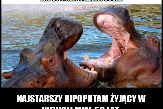 Ile żył najstarszy hipopotam?