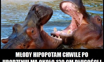 Jakiej wielkości jest hipopotam chwile po urodzeniu?