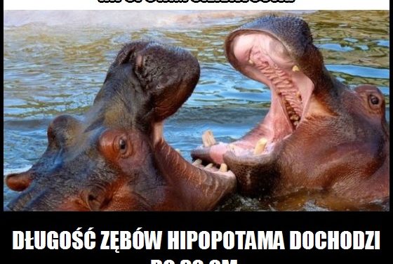 Jaką długość mają zęby hipopotama?
