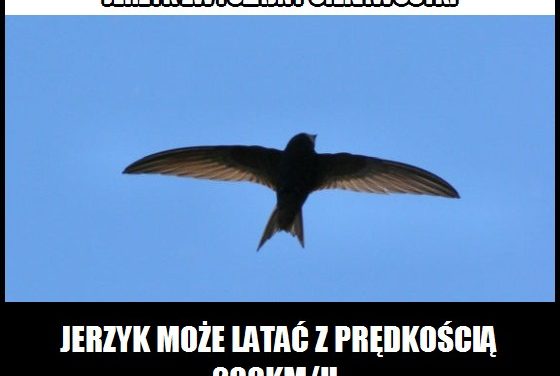 Z jaką prędkością potrafi latać Jerzyk Zwyczajny?