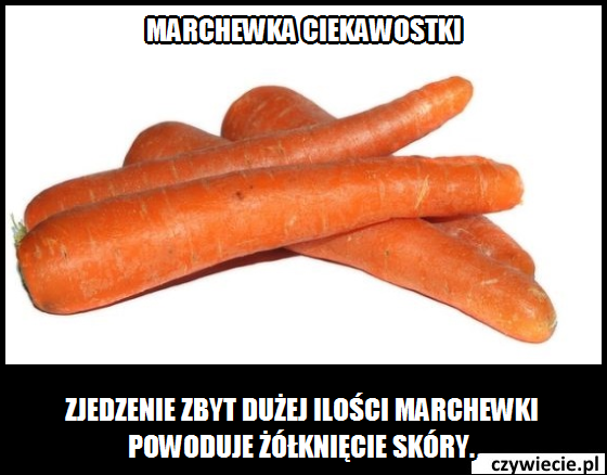 marchewka