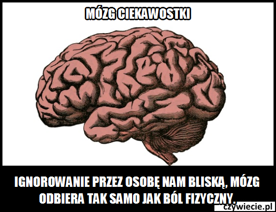 mózg