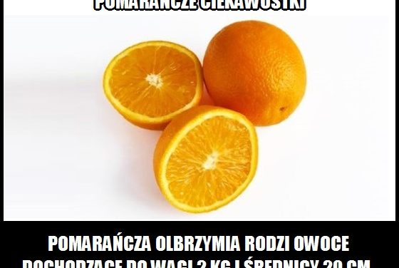 Ile ważą owoce pomarańczy olbrzymiej?