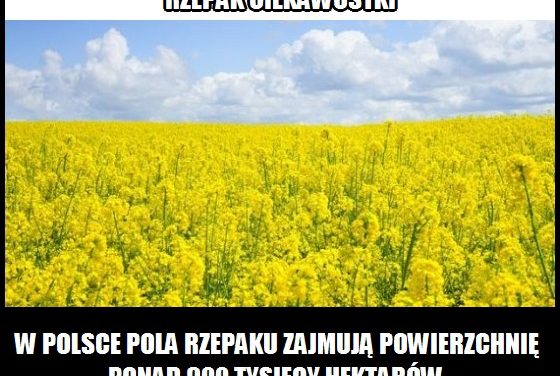 Jaką powierzchnię w Polsce zajmują pola rzepaku?