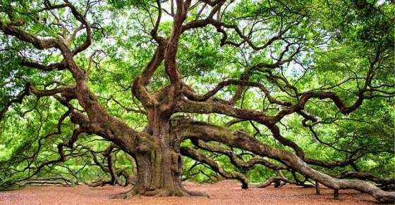 Quiz o drzewach – część 1