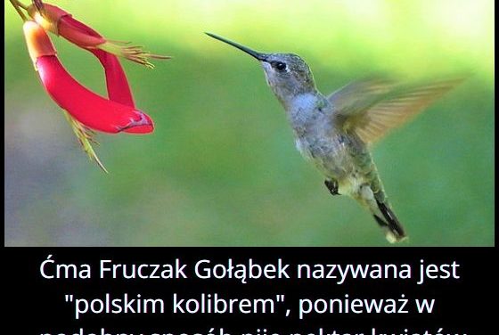 Jaki owad nazywany jest polskim kolibrem?