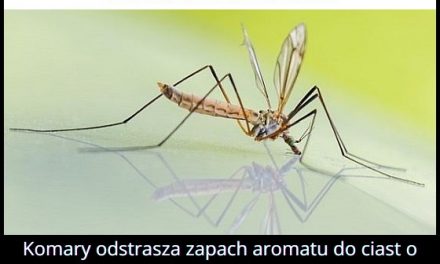 Jaki zapach odstrasza komary?