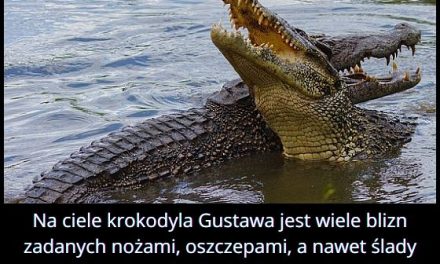 Czym zasłynął krokodyl Gustaw?
