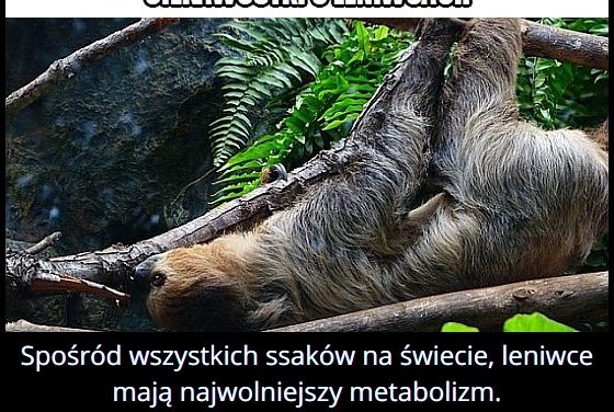 Który ssak ma najwolniejszy metabolizm?