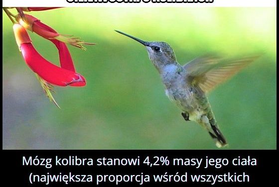Jaki procent masy ciała kolibra stanowi mózg?