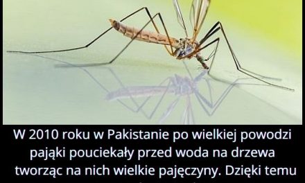 Jakie owady uratowały w 2010 roku Pakistan przed wybuchem epidemii malarii?