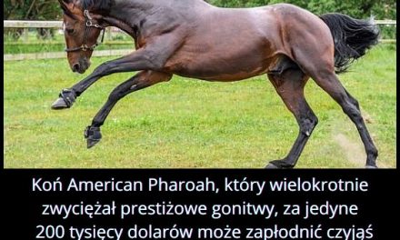 Koń American Pharoah, który wielokrotnie zwyciężał prestiżowe gonitwy, może zapłodnić czyjąś klacz za “jedyne”…