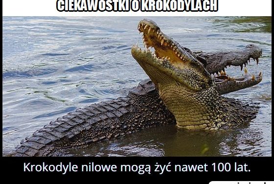 Ile żyją krokodyle nilowe?
