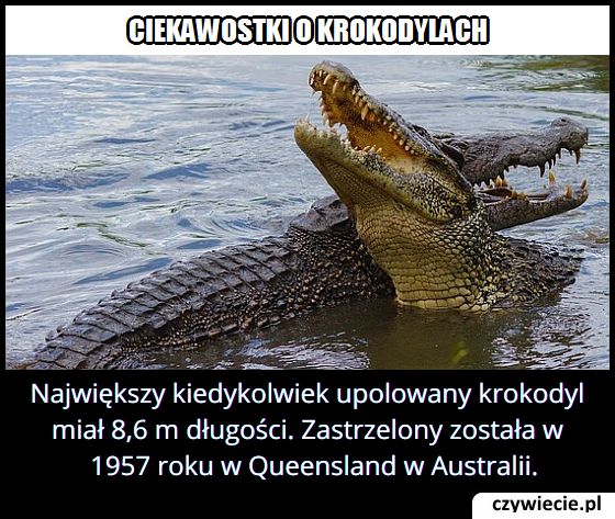 Jaką długość miał największy upolowany krokodyl?