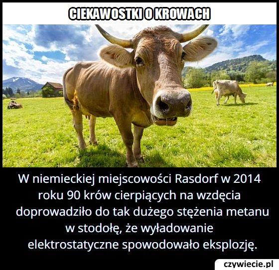 W niemieckiej miejscowości Rasdorf w 2014 roku 90 krów cierpiących na wzdęcia doprowadziło do…