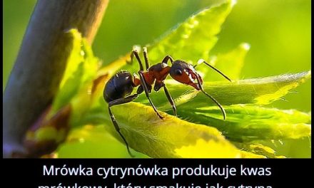 Jak
  smakuje kwas produkowany przez mrówkę cytrynówkę?