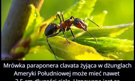 Jaką długość ciała ma jedna z najniebezpieczniejszych mrówek na świecie – paraponera clavata?