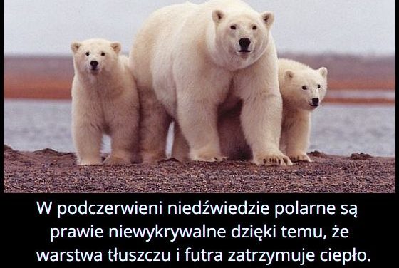 Dlaczego
  niedźwiedź polarny jest trudny do wykrycia w podczerwieni?