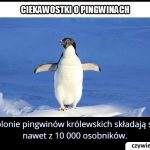 Z ilu
  osobników składają się kolonie pingwinów królewskich?