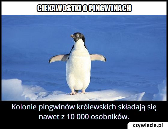 Z ilu
  osobników składają się kolonie pingwinów królewskich?