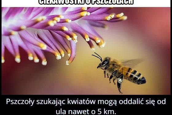 Na jaką odległość mogą oddalić się pszczoły od ula?