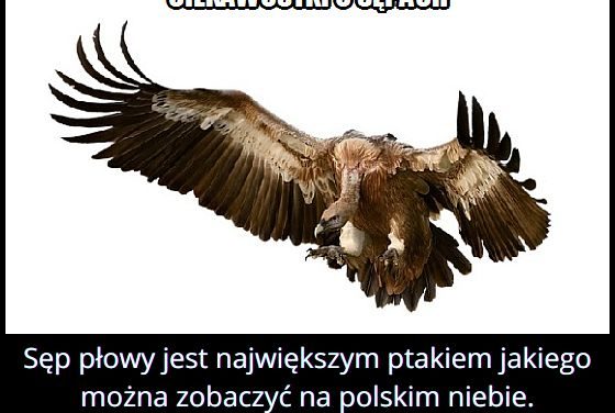 Jakiego największego ptaka można zobaczyć w Polsce?