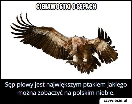 Jakiego największego ptaka można zobaczyć w Polsce?