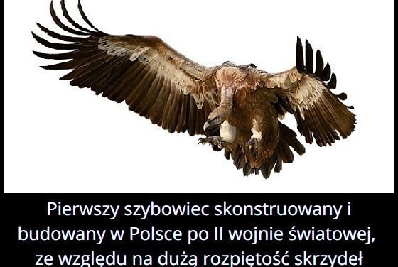 Jaki ptak znajdował się w nazwie pierwszego w Polsce szybowca?
